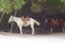 Horseback Ride